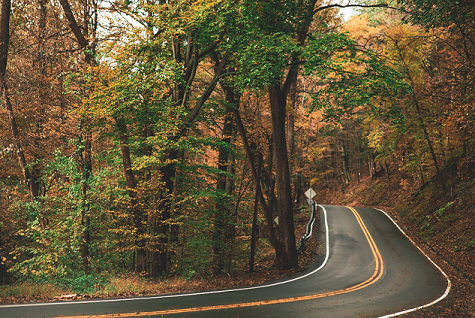 Road through forest