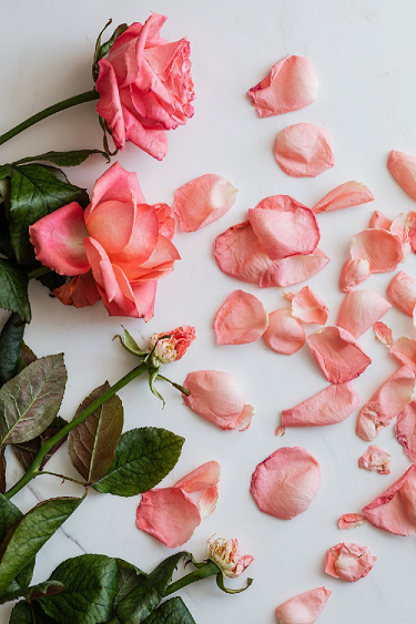 Pink roses