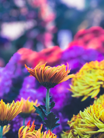 Yellow flower on purple background